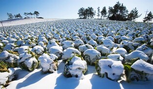 해남군, 23일 우수영관광지서 새봄 새김치 담그기 축제