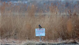 [유형재의 새록새록] 쥐 사냥한 쇠부엉이, 황조롱이와도 '한판'