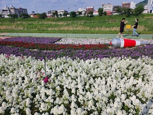 [픽! 청주] "무심천변 만개한 봄꽃 감상하세요"