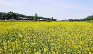 [픽! 세종] "유채꽃 활짝 핀 조천으로 나들이 오세요"