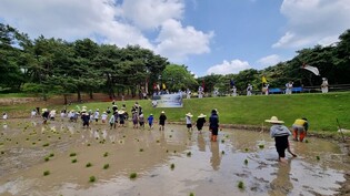 [문화소식] 충무공 정신 기리며…이순신 장군 위토 모내기 체험