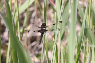안산갈대습지서 멸종위기 2급 대모잠자리 수천개체 서식 확인