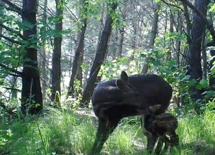 '청정 자연 보고' 양구군, 천연기념물 사향노루 번식 확인
