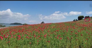 신안 병풍도 맨드라미 정원에 꽃양귀비 활짝