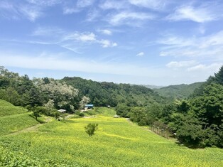 "청주 추정리 된내기골 3만㎡ 유채꽃밭서 힐링하세요"