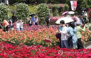 '300만송이 장미향 만끽'…울산대공원 장미축제 22∼26일 개최
