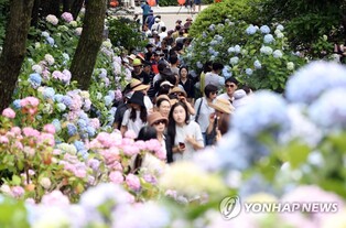 부산 영도 4천그루 수국 만발 기대…축제는 재정난에 불발