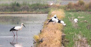 [픽! 서산] 천수만 아기황새들 엄마 따라 먹이활동 시작