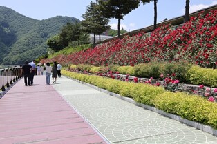 '장미터널 함께 걸어요'…단양서 '장미길의 향연' 축제