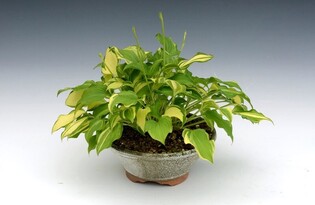 국립세종수목원서 23∼26일 '한국 비비추 대전'…200여점 선봬