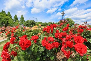 에버랜드 39주년 장미축제 열흘간 25만명 방문…작년보다 11%↑