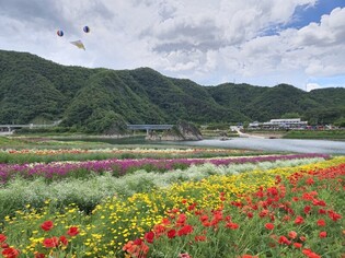 [픽! 단양] '무지갯빛 화원'…4만㎡ 도담정원에 넘실대는 꽃 물결