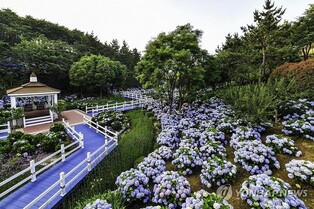 울산서 '2024 장생포 수국 페스티벌' 6월 7일 개최