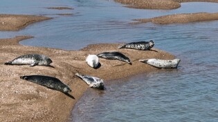 [픽! 서산] 점박이물범은 가로림만에서 휴식 중