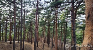 "대관령 숲길 맨발로 걸어요" 가톨릭관동대, 산림치유축제 개최