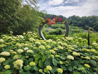 집 대문도 활짝 연다…'김해 수안수국 정원축제' 21일 개막