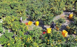 '감귤에 관한 모든 것'…서귀포시 감귤박물관 새 단장