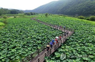17만여㎡ 연꽃·갈대 군락지 '장관'…울산 회야댐 생태습지 개방