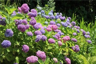 [픽! 태안] 천리포수목원에 여름꽃 만발