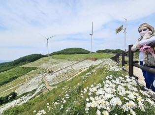 [픽! 평창] 더위 날리는 해발 1천250ｍ '야생화 천국' 청옥산 육백마지기
