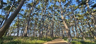 울산 대왕암 달빛문화제 성료…500여 명 참가