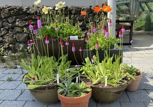 "백두대간수목원서 꽃멍과 별멍 즐기세요"…고산식물 특별전시