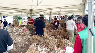 '이쪽저쪽 봐도 6쪽'…서산 해미읍성서 28∼30일 6쪽마늘축제