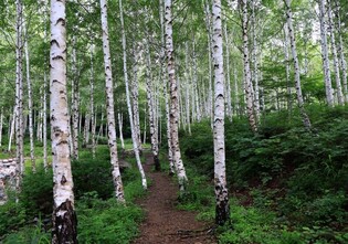 [여행소식] 코레일관광개발, '경북의 숲 여행' 열차 상품 내놔
