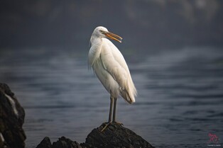 울산 서생 해안가에서 멸종위기 1급 노랑부리백로 관측