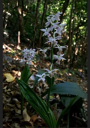 '신안새우난초·흰꼬리수리' 신안군 상징물로 지정