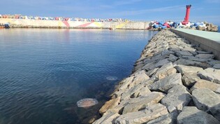 대형해파리 출현에 영덕 해수욕장서 잇단 입욕 금지령