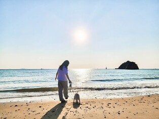 "반려동물과 함께 피서"…태안군 '댕댕버스' 여행상품 출시