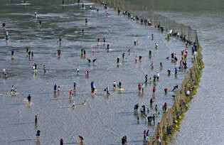 '맨손으로 바닷고기를' 내달 3일 진도서 개매기 체험