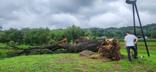 폭우로 부러진 천연기념물 '포천 오리나무' 후계목 생산 추진