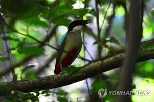 8월의 멸종위기 야생생물 '팔색조' 선정