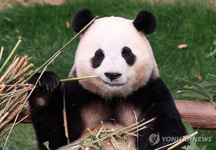 Fu Bao's big-screen homecoming: beloved panda's tale to hit Korean cinemas