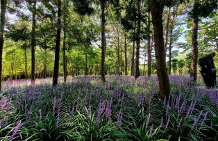'보랏빛 물결' 신안 분재정원, 2천만송이 맥문동꽃 만개