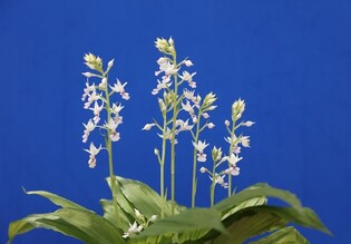 신안 자은도서 '여름 꽃' 새우란 전시회