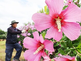 '나라꽃 무궁화 묘목 드려요' 15일 태화강국가정원서 전시회