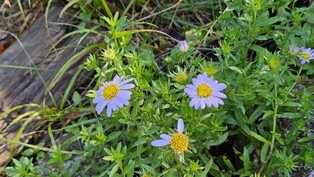 처서 맞아 지리산에 찾아온 가을꽃…세석평전에 야생화 개화