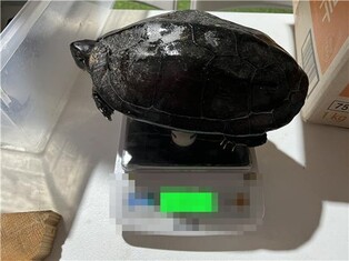 진주서 천연기념물 '남생이' 불법 통발에 걸려 집단 폐사