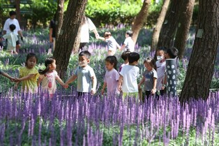 '보랏빛 멜로디'…서천 장항 맥문동 꽃축제 개막