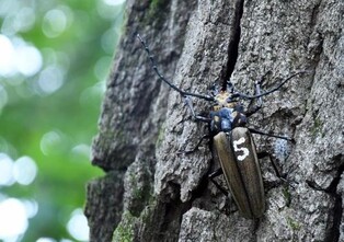 국립수목원 29일부터 장수하늘소 특별전