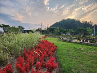 영월 동서강정원 연당원서 수국 축제 30일 개막