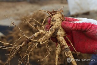 고려인삼 명맥 잇는 파주개성인삼축제…올해는 6년근 10t 나온다