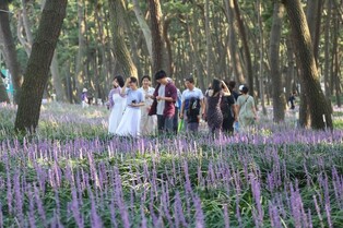 서천 맥문동 꽃축제에 23만명 방문…72억원 경제효과
