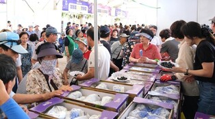 경락가보다 저렴한 영동포도축제…"캠벨얼리 3㎏ 1만7천원"