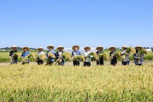 '아산맑은쌀' 새 추석 햅쌀 원료곡 '달맑은벼' 첫 수확