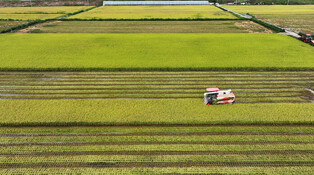 Rice harvesting