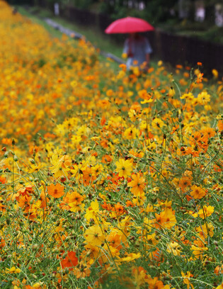 Rain beckoning autumn